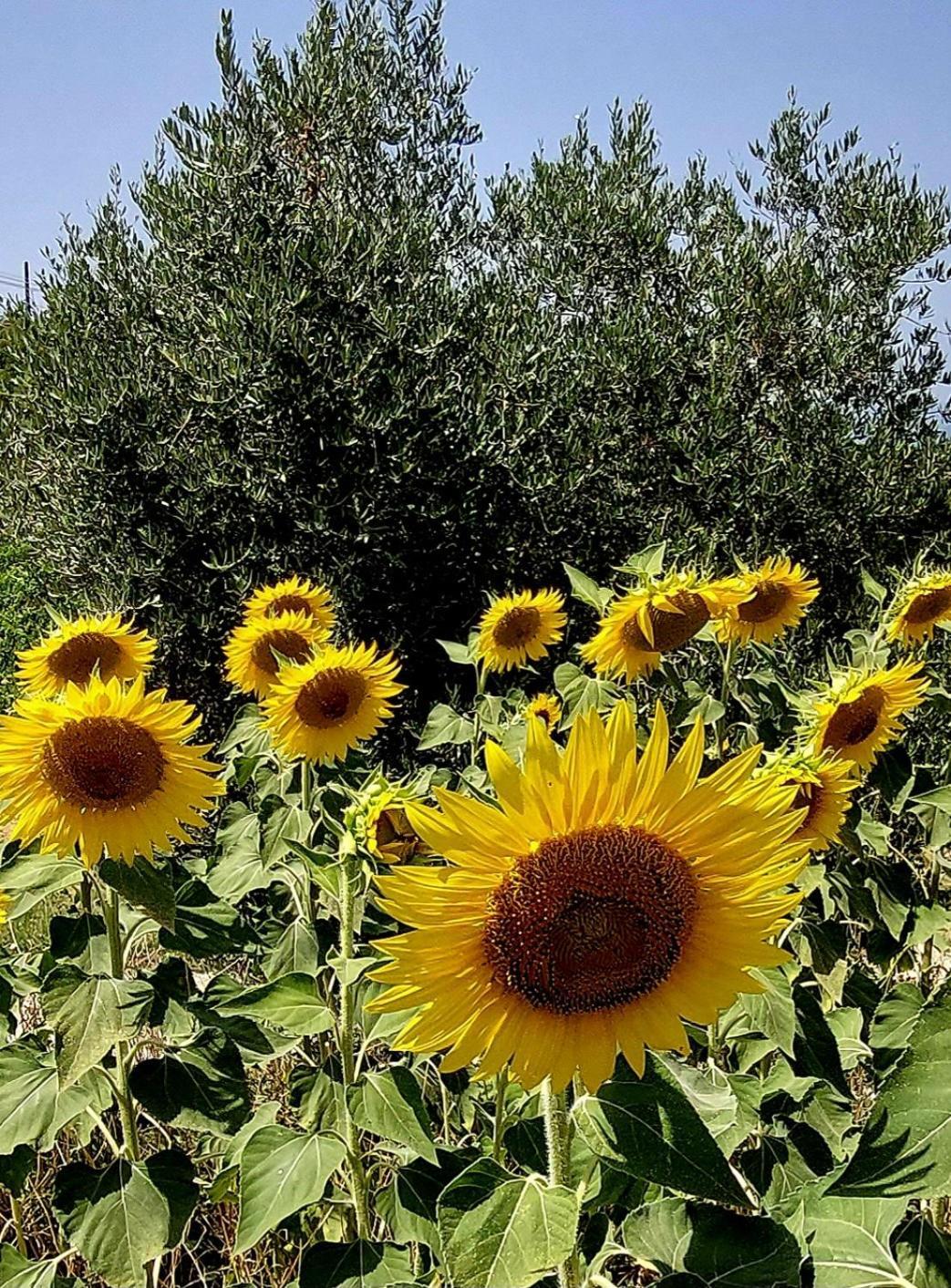 Appartamento La Dimora Di Leonardo-Vinci Esterno foto